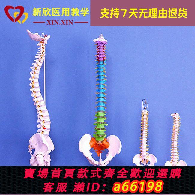 【臺灣公司 可開發票】人體脊柱模型神經脊椎醫用正骨醫用骨骼教學骨架模擬可拆卸小白