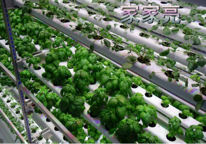 MARCH T8 8W 2呎 LED 植物燈管 2尺 8瓦 植物 燈管 (A Light) 1