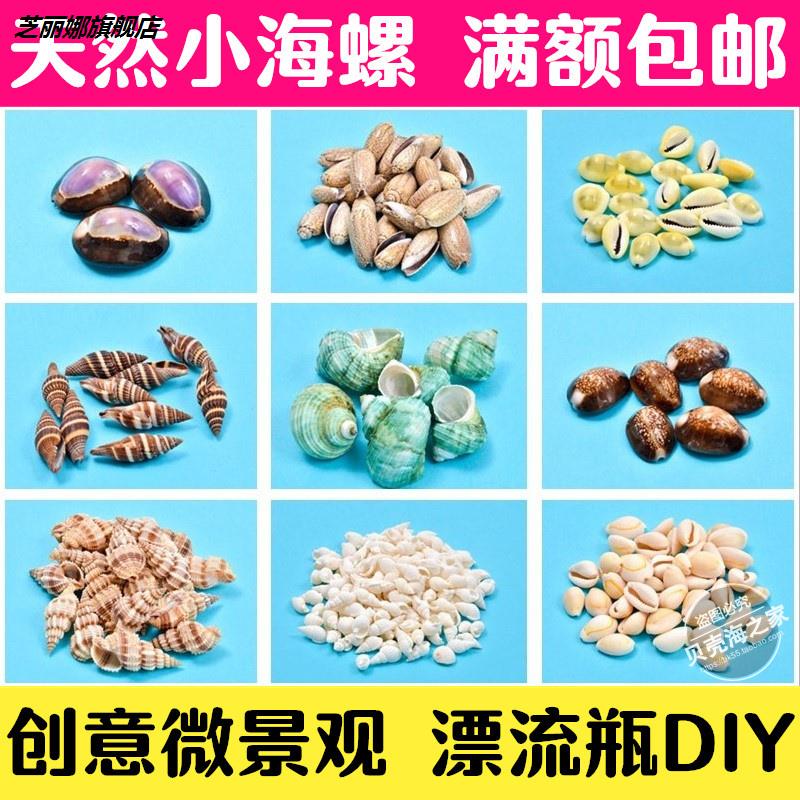 天然小海螺貝殼多肉微景觀擺件玻璃許願瓶幼兒園手工diy材料裝飾