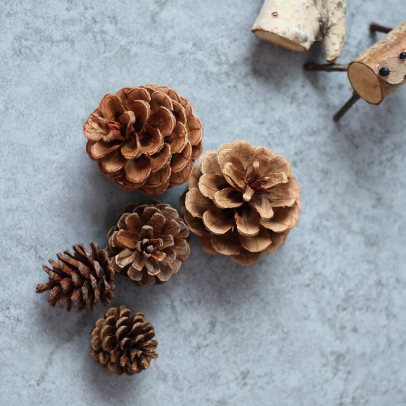 10個小松果天然植物 拍照道具攝影背景裝飾果子松果樹葉圣誕裝飾 1