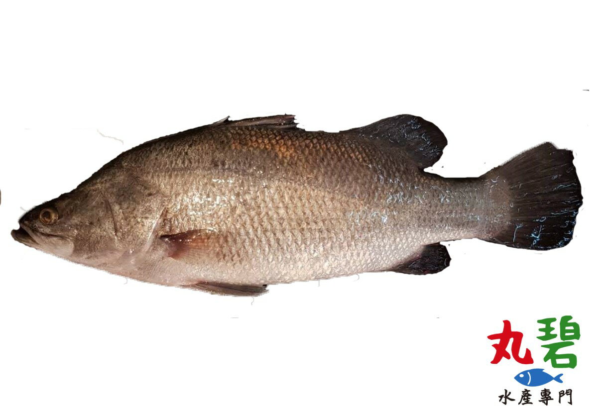 金目鱸鱸魚550g 入台灣養殖 丸碧水產 丸碧水產專門 Rakuten樂天市場