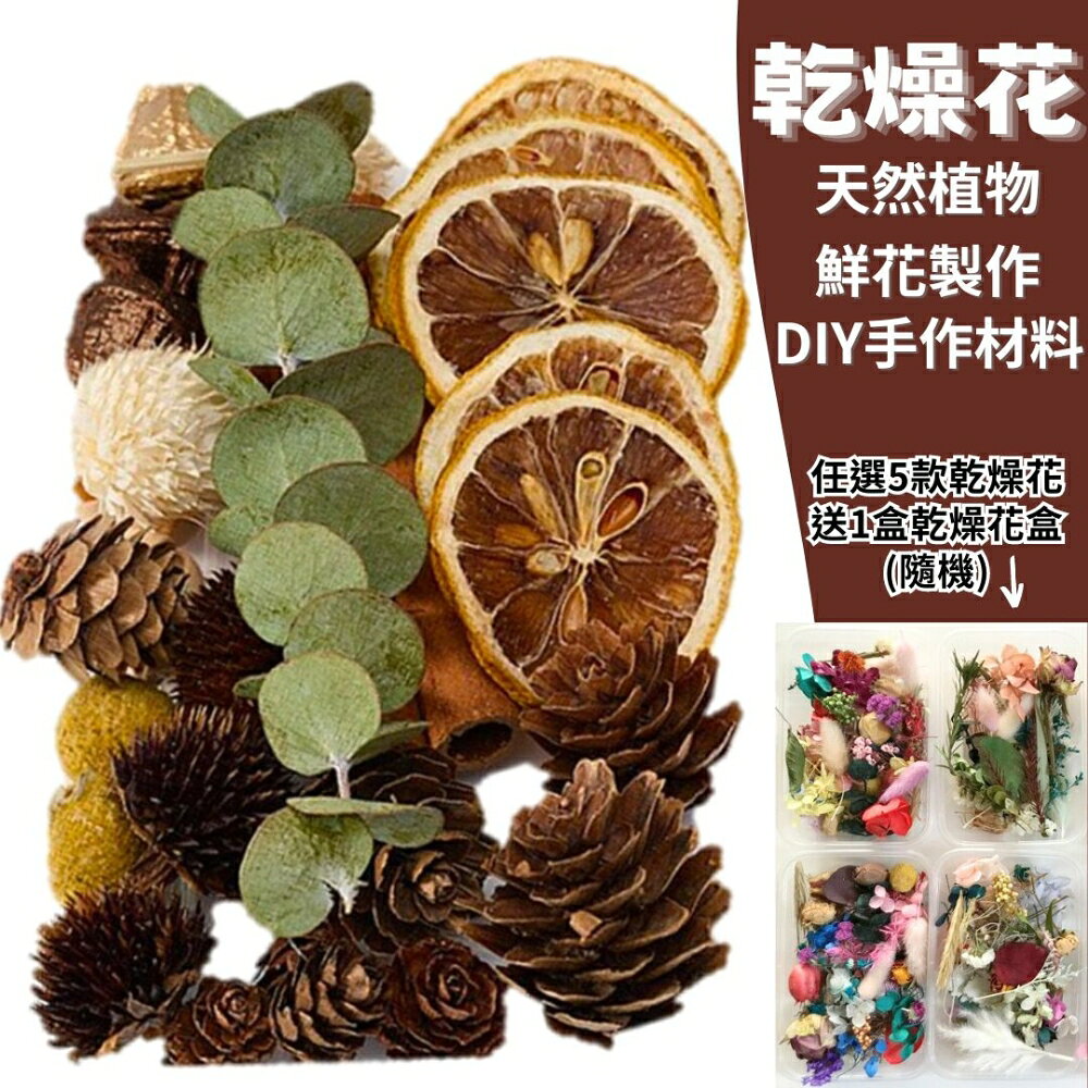 【A-ONE】綜合乾果盒C 松果 橡實 肉桂 小清新 松果 毬果 乾燥花 永生花 花束 不凋花 B14