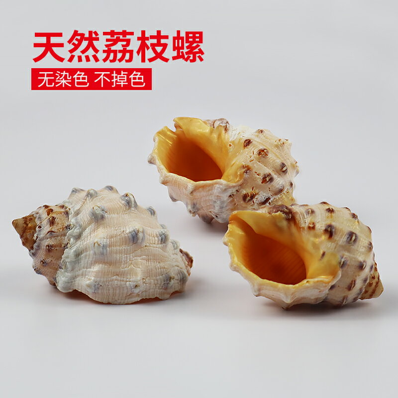 天然海螺貝殼荔枝螺卷貝魚寄居蟹專用替換殼珍珠麻螺魚缸造景裝飾