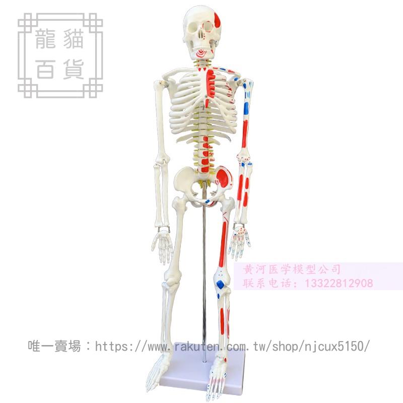 45 85 170cm人體骨骼模型骨架人體模型骷髏教學脊椎全身
