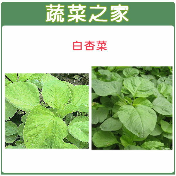 蔬菜之家 A13 白杏菜種子 共有2種包裝可選 蔬菜之家直營店 樂天市場rakuten