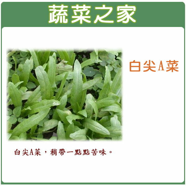 【蔬菜之家】A18.白尖A菜種子(尖葉種)(共有2種包裝可選)