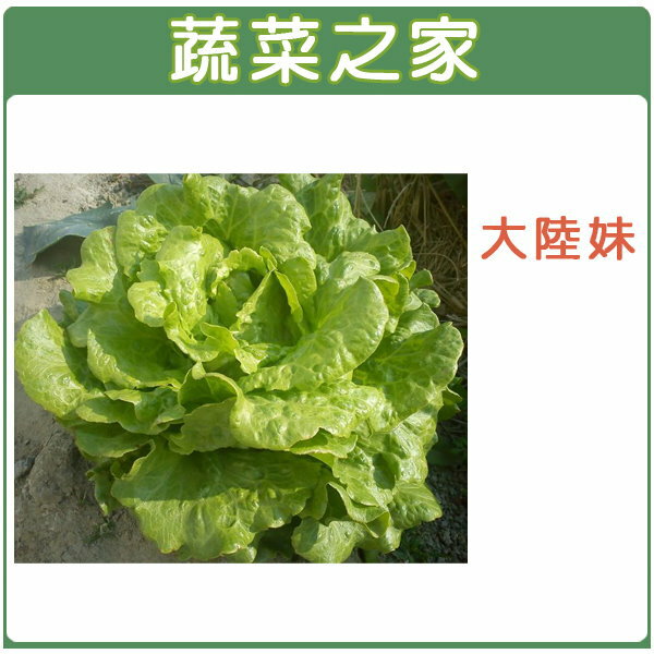 【蔬菜之家】A19.大陸妹種子(日本進口大陸A菜)(共有2種包裝可選)