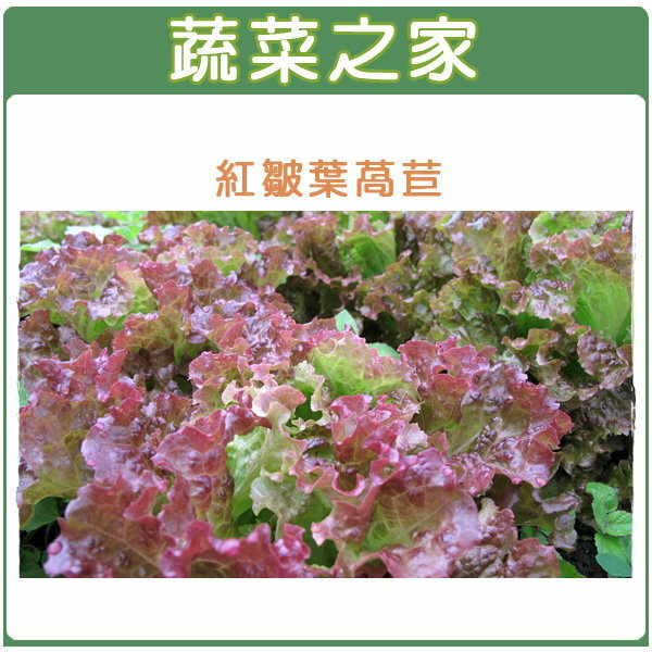 【蔬菜之家】A44.紅葉皺葉萵苣種子1500顆(廣東萵)