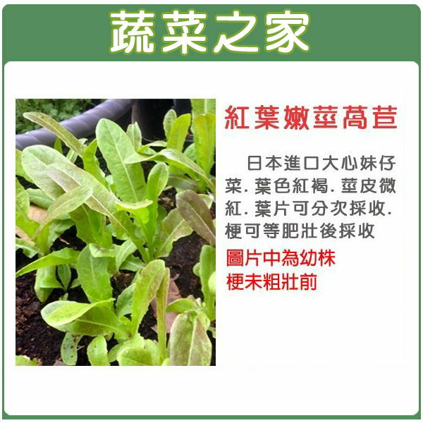 【蔬菜之家】A55.紅葉嫩莖萵苣種子(共有2種包裝可選)