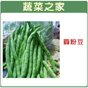 【蔬菜之家】E06.圓粉豆(壞豆)種子(共有2種包裝可選)