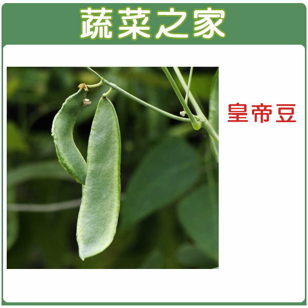 【蔬菜之家】E13.皇帝豆(萊豆)種子 (共兩種包裝可選)