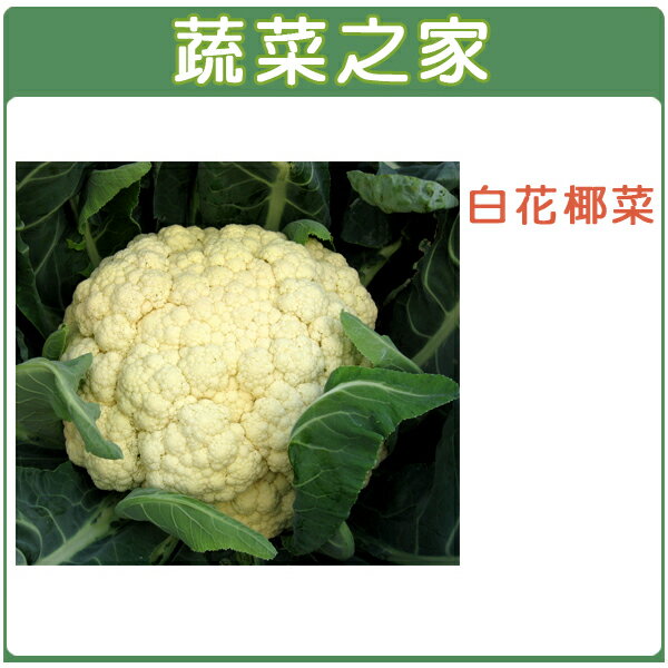【蔬菜之家】大包裝B03.白花椰菜種子4克