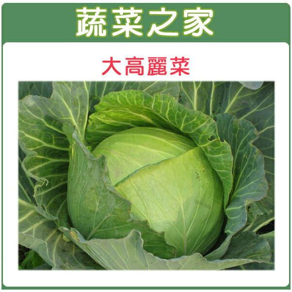 【蔬菜之家】大包裝B08.大高麗菜種子種子5克