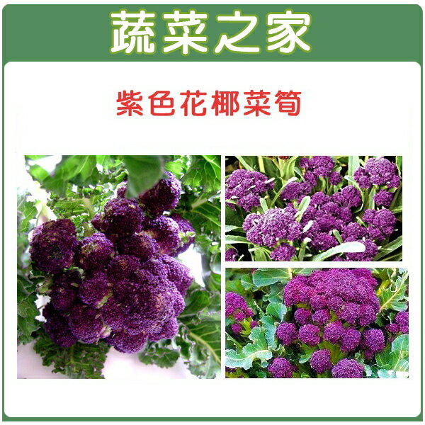 【蔬菜之家】B23.紫色花椰菜筍種子
