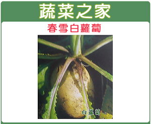 【蔬菜之家】C02.春雪白蘿蔔種子(有兩種規格可選)