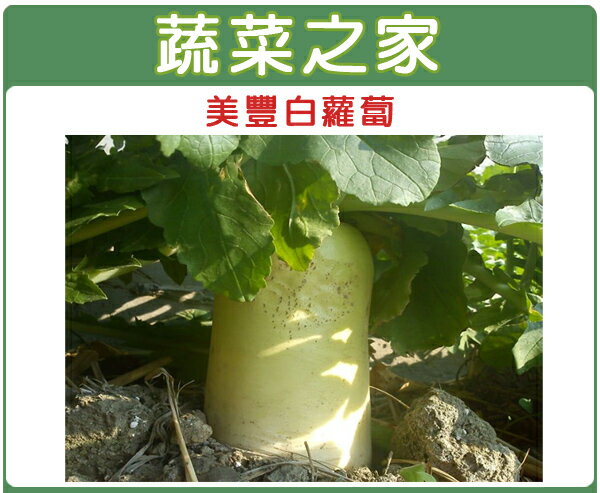 【蔬菜之家】C03.美豐白蘿蔔種子50顆(日本進口超雲大根)