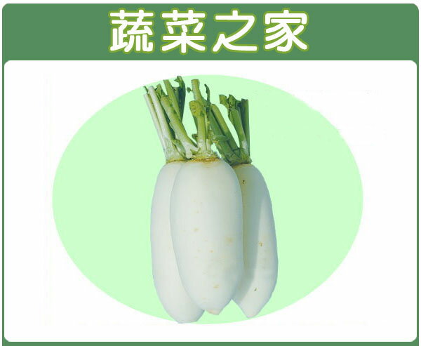 【蔬菜之家】C11.梅花白蘿蔔種子500顆