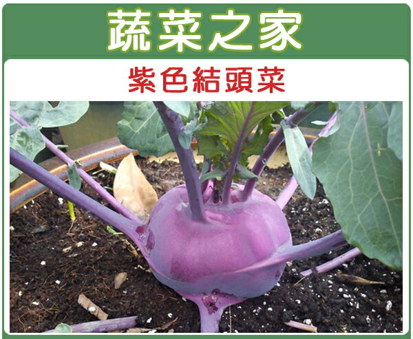 【蔬菜之家】C15.紫色結頭菜種子300顆