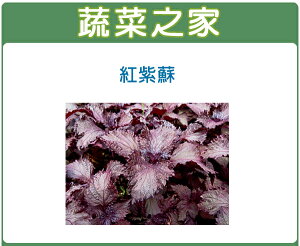 【蔬菜之家】F08.紅紫蘇(日本進口)種子 (共兩種包裝可選)