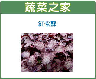紫蘇 21年2月 Rakuten樂天市場 紫蘇 21年2月 Rakuten樂天市場