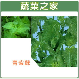 蔬菜之家 F09 青紫蘇種子 青香 日本進口 共有2種包裝可選 蔬菜之家 Rakuten樂天市場 蔬菜之家 F09 青紫蘇種子 青香 日本進口 共有2種包裝可選 蔬菜之家 Rakuten樂天市場