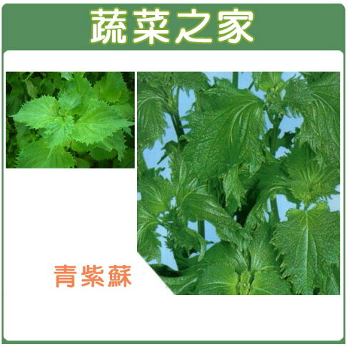 蔬菜之家 F09 青紫蘇種子 青香 日本進口 共有2種包裝可選 蔬菜之家 Rakuten樂天市場 蔬菜之家 F09 青紫蘇種子 青香 日本進口 共有2種包裝可選 蔬菜之家 Rakuten樂天市場