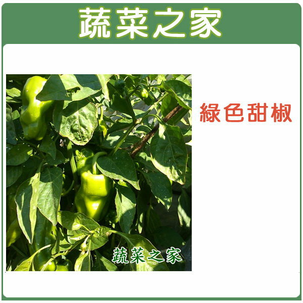 【蔬菜之家】G01.綠色甜椒種子6顆(銘星.荷蘭進口)