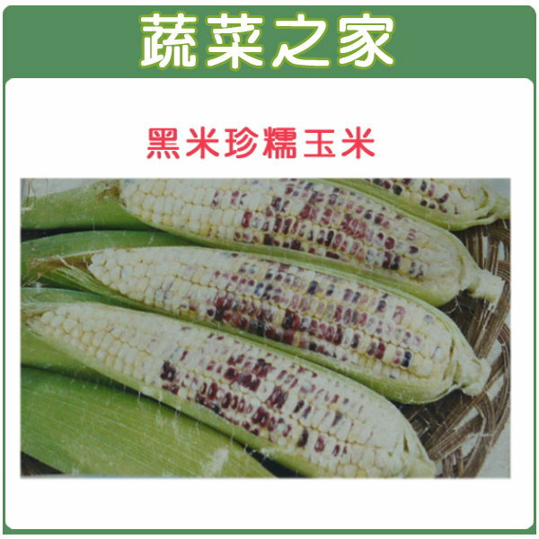 【蔬菜之家】大包裝G04.糯玉米(黑美珍)種子90克