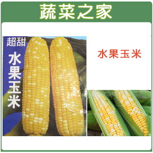 【蔬菜之家】G08.水果玉米 (黃白穗雙色玉米)種子 (共兩種包裝可選)