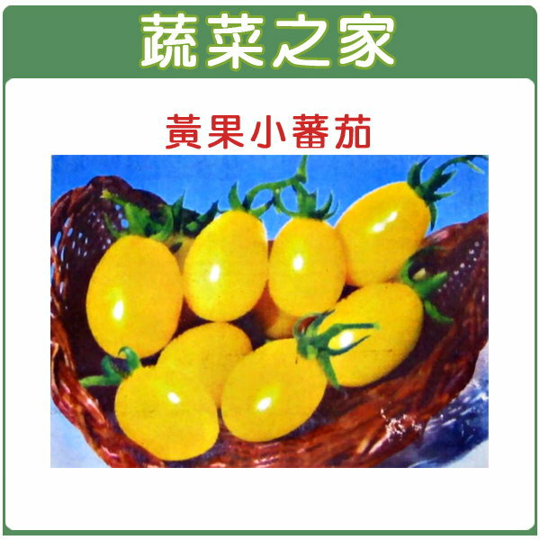 【蔬菜之家】G21.黃果小番茄種子(共有2種包裝可選)