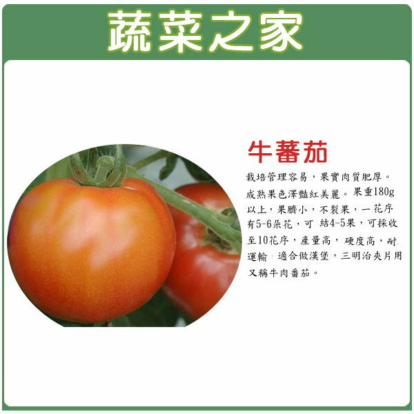 【蔬菜之家】G36.牛番茄種子 5顆