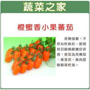 【蔬菜之家】G73橙蜜香小蕃茄種子(共有2種包裝可選)
