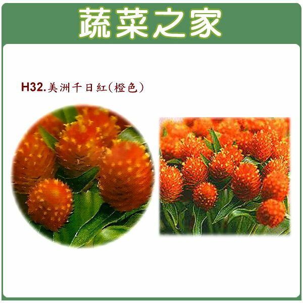 【蔬菜之家】H32.美洲千日紅(橙色，高50~70cm)種子20顆