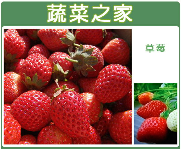 【蔬菜之家】I05.草莓(阿里巴巴) 種子(共有2種包裝可選)