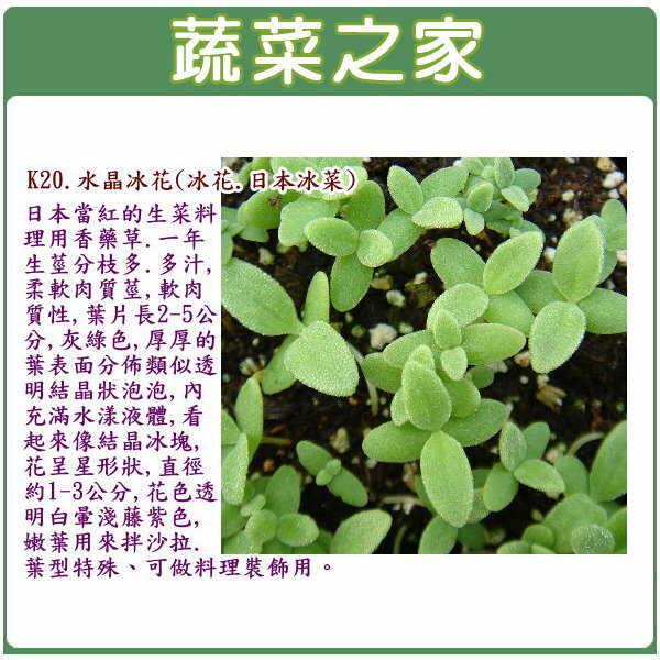 【蔬菜之家】大包裝K20.水晶冰花種子(冰花.日本冰菜)0.8克(約2500顆)