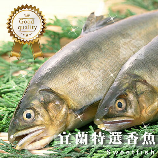 特選宜蘭帶卵特大母香魚(5尾) 1kg±10%/盒【缺貨中】