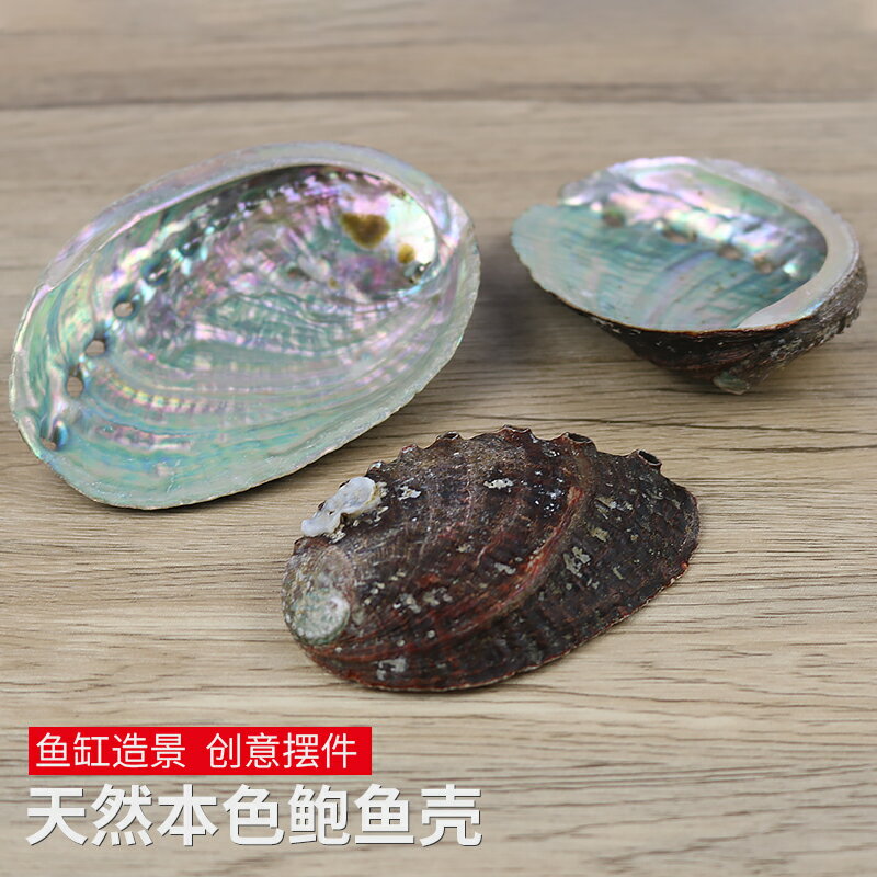 天然鮑魚殼原色貝殼家居飾品海螺殼魚缸水族造景創意收藏擺件拍攝
