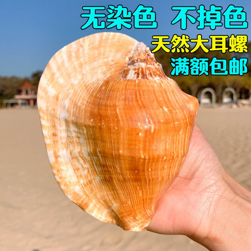 特大佛耳螺 天然超大海螺貝殼 大耳螺居家裝飾品多肉花盆家居擺件