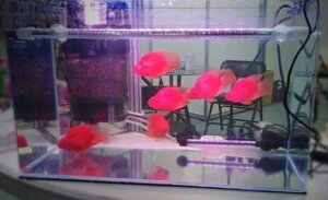 台灣 惠弘 LED水中燈 增艷 紅魚增艷 高級觀賞魚專用 燈具2尺~5尺