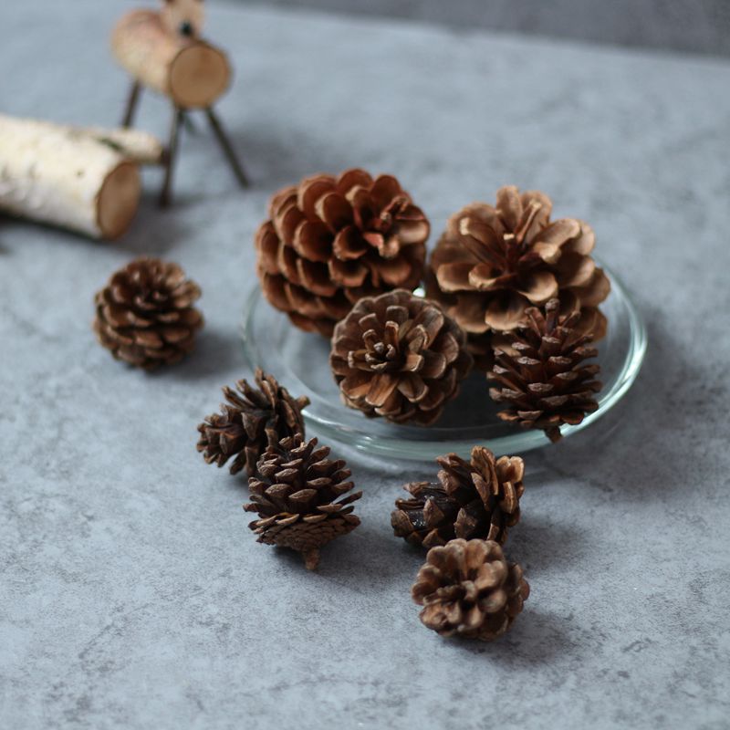 10個小松果天然植物 拍照道具攝影背景裝飾果子松果樹葉圣誕裝飾 2