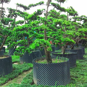 控根围板快速育苗植树塑料容器园林种景观树小槟郎头专用透气土栏 小艾時尚