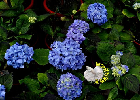 照片已售 僅供參考 藍色 藍紫色繡球花盆栽 6寸盆多年生花卉繡球花紫陽花盆栽半日照佳 土越多會越大棵 魚痴的秘密花園直營店 照片已售 僅供參考 藍色 藍紫色繡球花盆栽 6寸盆多年生花卉繡球花紫陽花盆栽半日照佳 土越多會越大棵 魚痴的秘密花園直營店