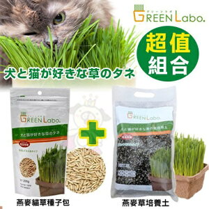 日本GreenLabo 燕麥盆栽組DIY貓草盆/燕麥貓草種子包 懶人包易種包『WANG』