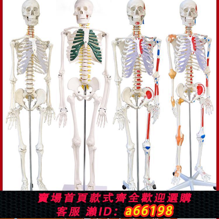 【臺灣公司 可開發票】人體骷髏骨架可拆卸醫學迷你小型全身骨骼帶肌肉解剖模型玩具擺件