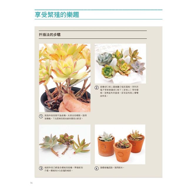 多肉植物栽培大全 品種介紹 四季管理 Q A新手問答 樂天書城直營店 樂天市場rakuten