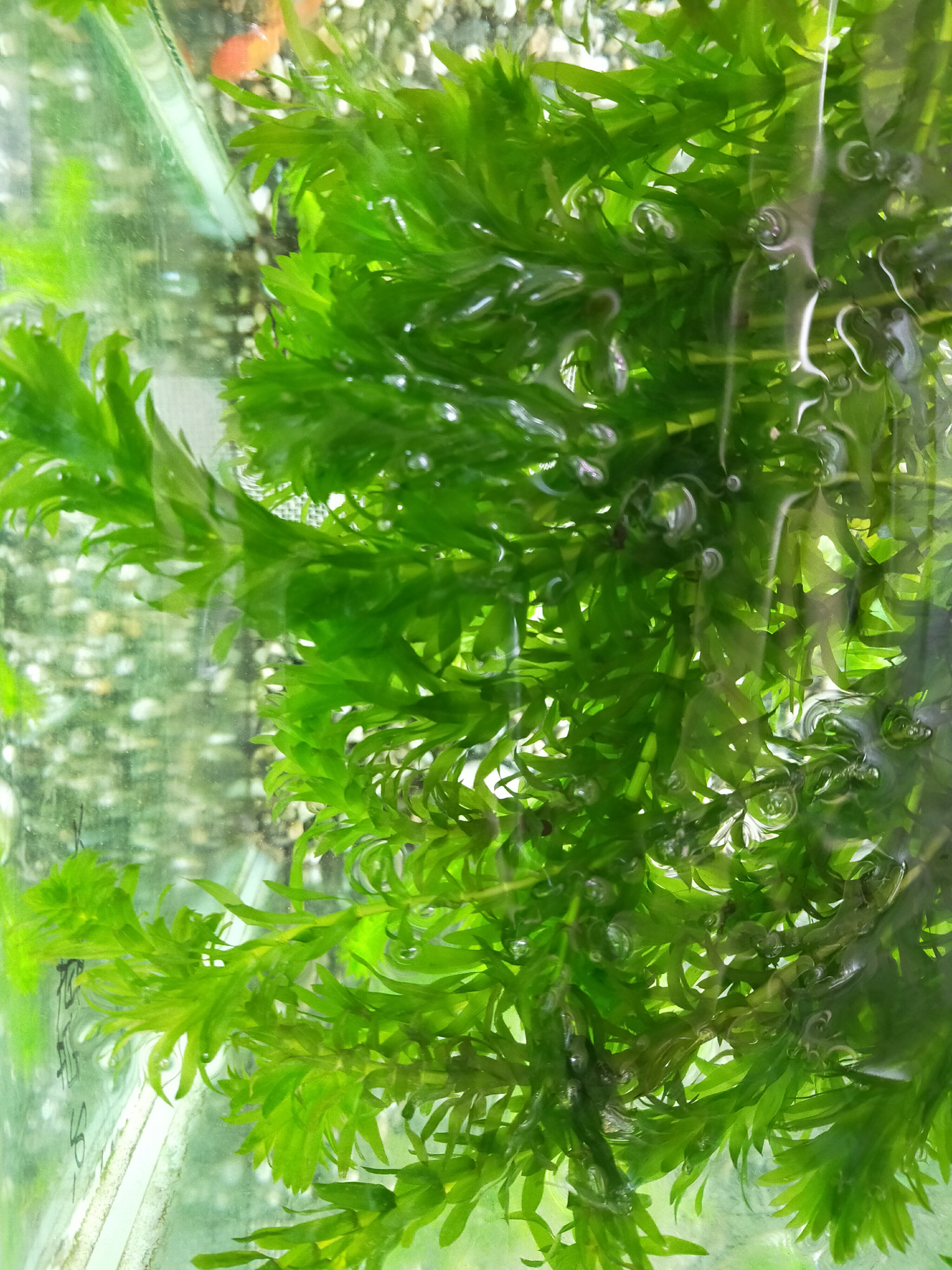 水族陰性水草新手入門水草戶外水草水薀草蜈蚣草鬥魚繁殖魚草共生 台灣樂天市場 Line購物