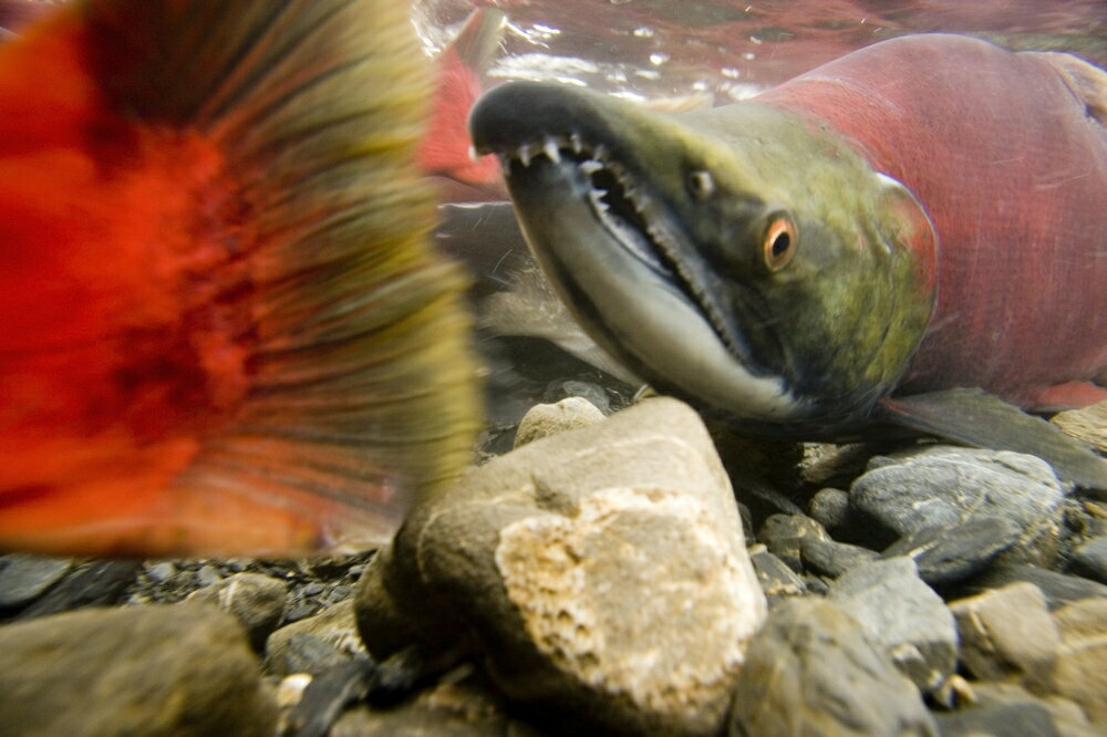 Posterazzi: Close Up Underwater View Of Sockeye Red Salmon In Spawning ...