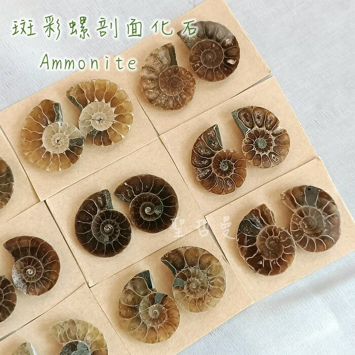 斑彩螺剖面化石Ammonite-《搬財螺》-最古老的招財與幸運之石