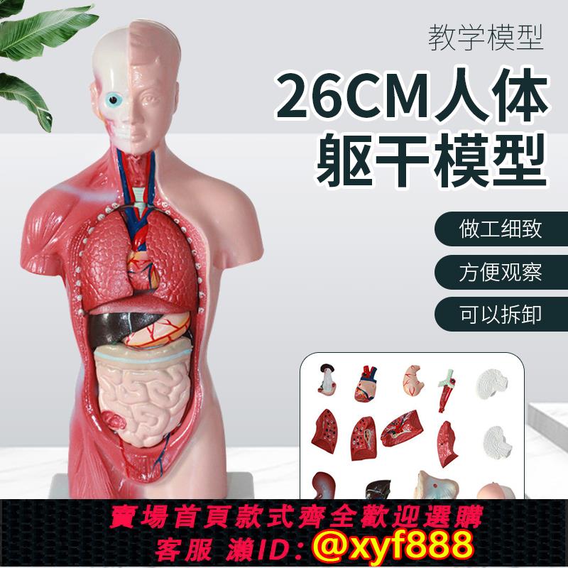 {可打統編 保固一年}26cm人體軀干模型 可拆卸內臟心臟解剖模型 醫學兒童玩具軀干通用