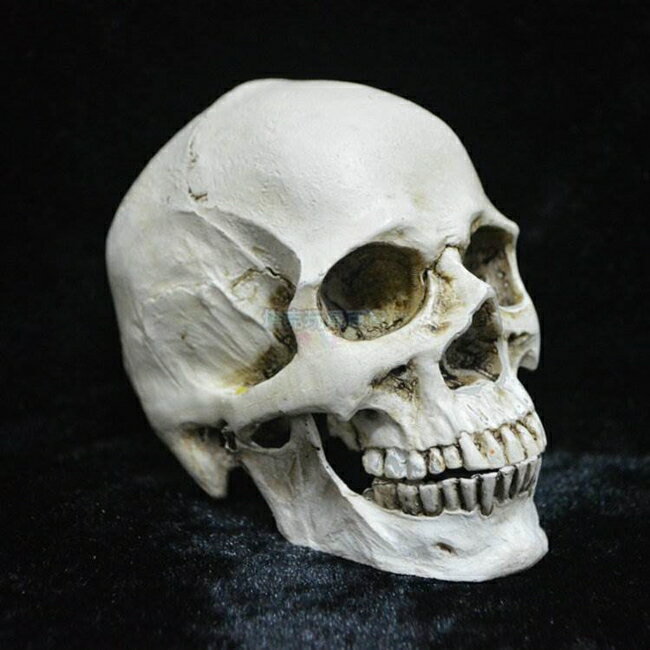 頭骨 骷顱 可分離款(小號) 上下顎分離 假頭骨 骨頭 萬聖節 高質量仿真 骷顱頭【塔克】